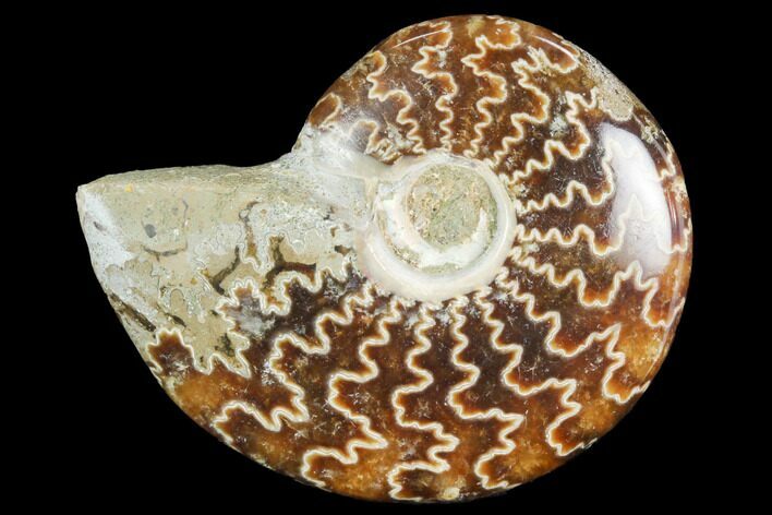Polished, Agatized Ammonite (Cleoniceras) - Madagascar #119291